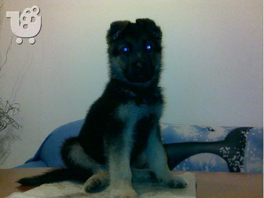 Γερμανικός Ποιμενικός – 380 euro